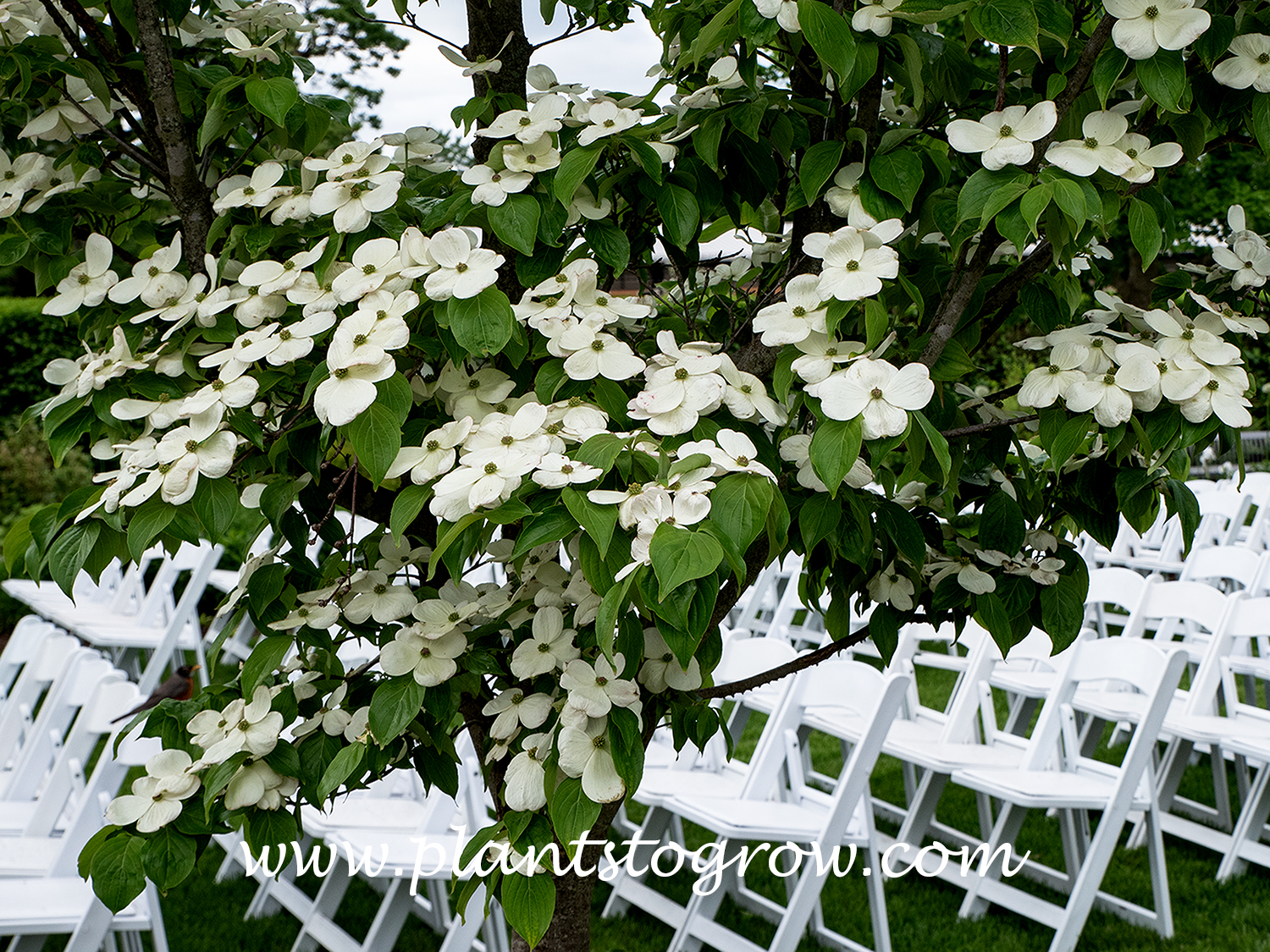 Constellation Dogwood (Cornus x Rutgers)
The white flowers' petal-like structures are actually white bracts.
